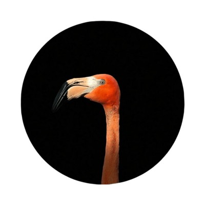 Foto glezna D50cm Flamingo 93757